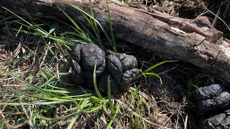 Clumb of roundish, dark brown wild boar scat on green grass with a large, dry branch above the scat