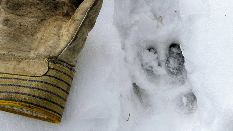 cloven hoof imprint in snow beside a leather work glove for size comparison