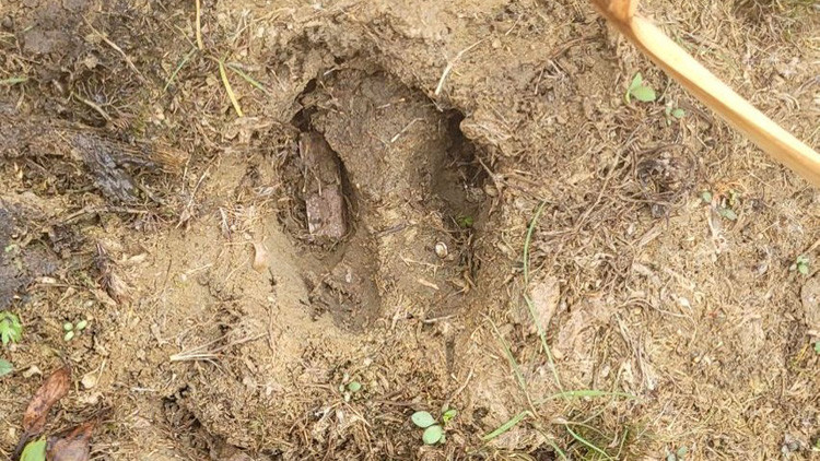 Cloven hoof imprint in dirt in what would have been mud, then dried