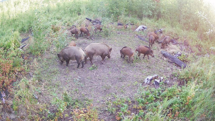 Group of 12 boars in a circle with some rooting in the ground in a clearing