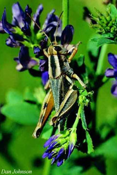 Adult Packard’s grasshopper on a green plant with purple flowers