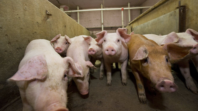 Group of hogs