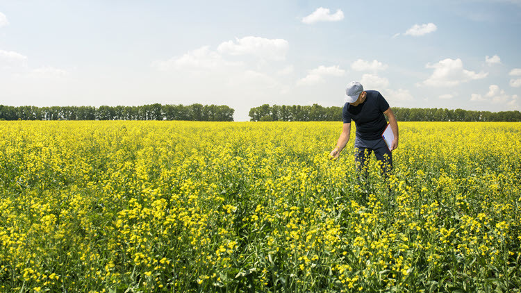 Man in a blue t-shirt, jeans and a ball cap standing in a yellow canola field