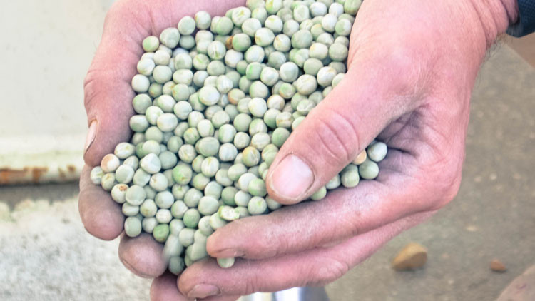 Handful of pulses