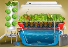 aquaculture container