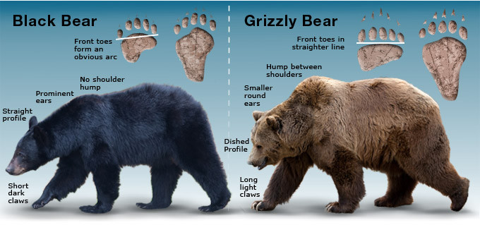 Black bear and brown bear