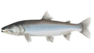 Bull trout