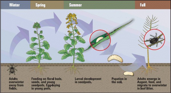 The cabbage seedpod weevil life cycle