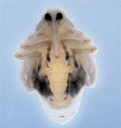 Cabbage seedpod weevil pupae