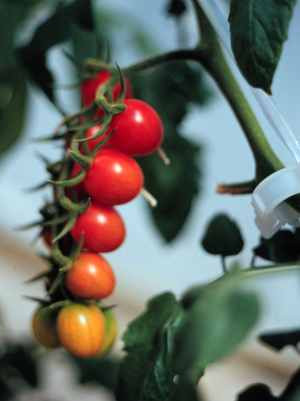 Cherry tomatoes