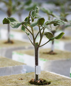 Grafted tomato