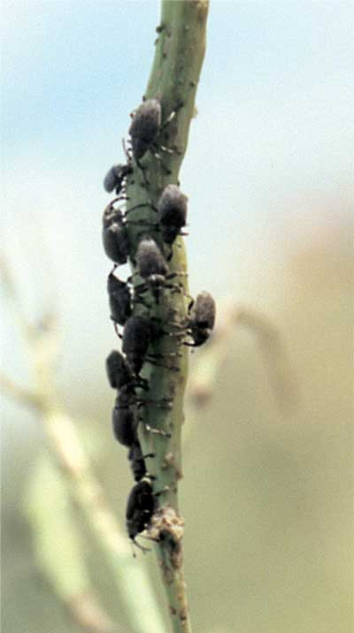 New generation weevil adults