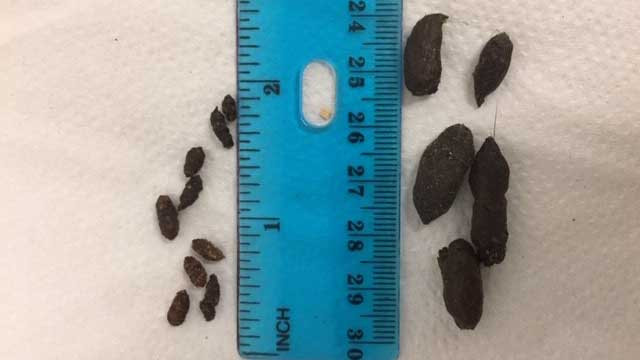 Photo of rat feces