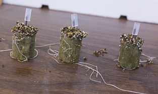 Tomato seedlings