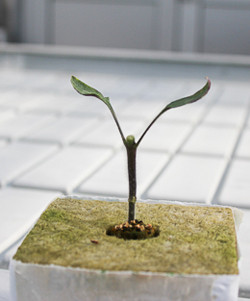 Grafted tomato