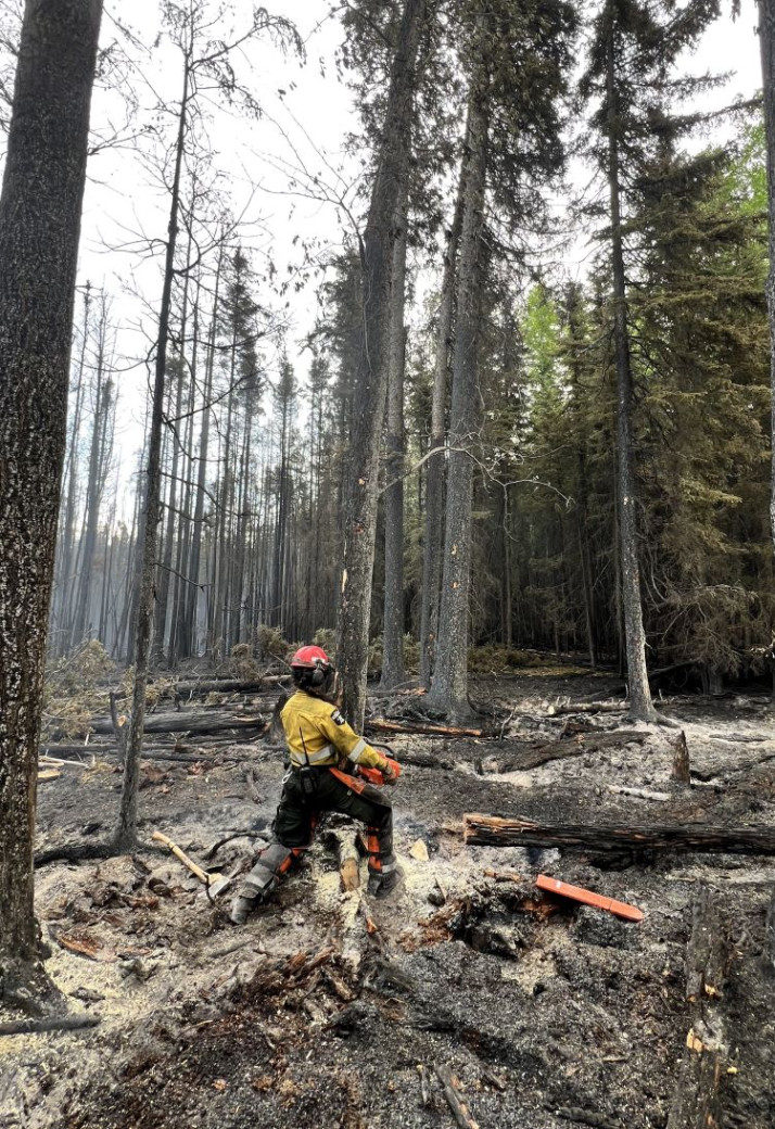 firefighter in yellow shift and green pants is chainsawing a burnt tree.