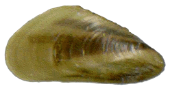 The shell of a golden mussel set against a white background, highlighting a golden yellow colour with some faint brown banding. The golden mussel is an aquatic invasive species that has recently been found in California’s Sacramento–San Joaquin Delta.  