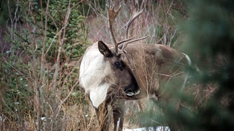 Single Caribou in the woods
