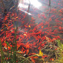 Hundreds or orange goldfish swimming in a pond