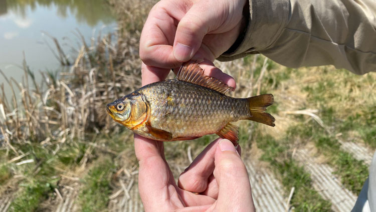A silver goldfish being held between a person's fingers