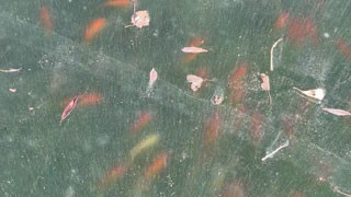 Goldfish swimming under ice
