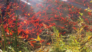 Hundreds or orange goldfish swimming in a pond