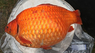 Large orange goldfish being weighed on a scale