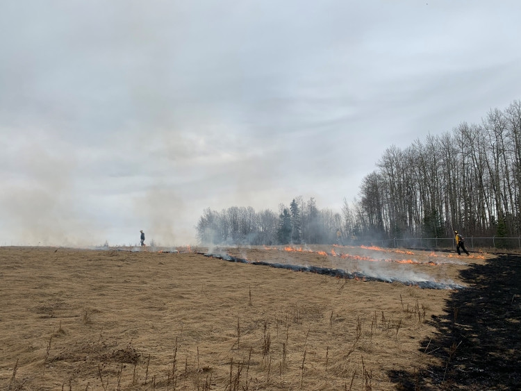 Alberta Wildfire firefighters conducting a hazard reduction burn. A few firefighters work along a line of flames, with trees in the distance. The controlled fire helps reduce fuel and prevent larger wildfires.