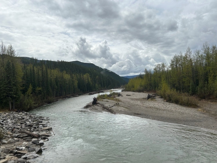 A river flowing through a dense forest, surrounded by green trees and natural vegetation.
