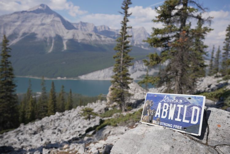 Alberta's new conservation licence plate