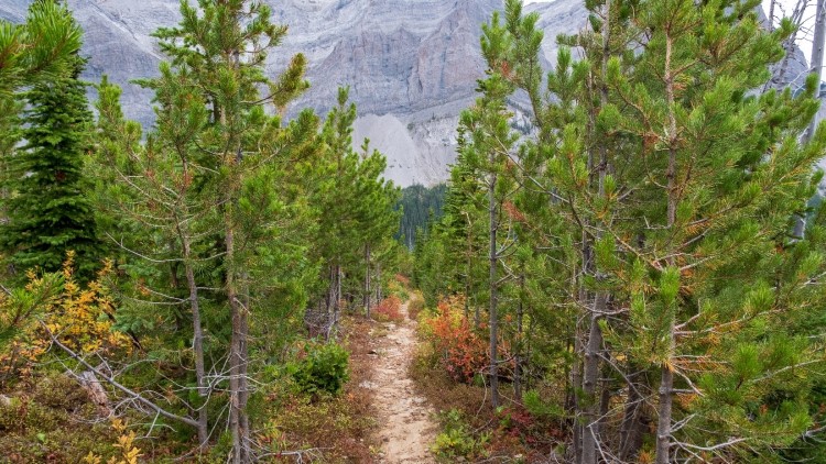 Trail on Public Land