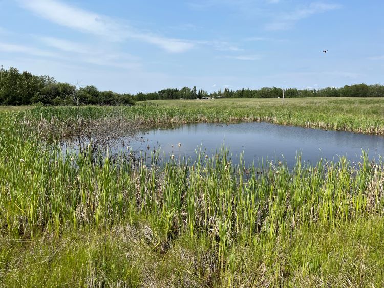 Strathcona county wetland