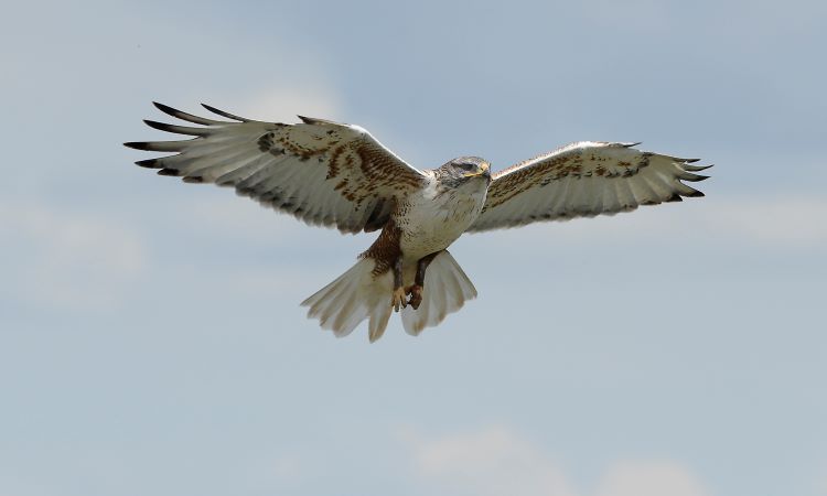 ferruginous hawk in flight