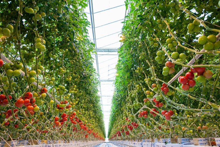 Rows of tomatoes at the Big Marble Farms greenhouse