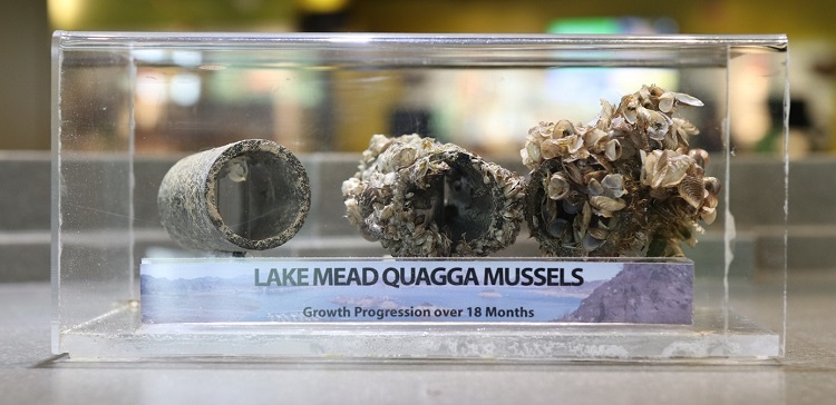 A few invasive mussels can rapidly damage boats, ecosystems and infrastructure