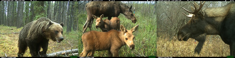 Alberta wildlife images captured using remote cameras: A grizzly bear in a forest southeast of Grande Cache, two moose calves in Wood Buffalo National Park and a bull moose in Peace Country.
