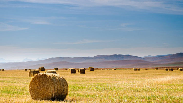 Fields with hay bales