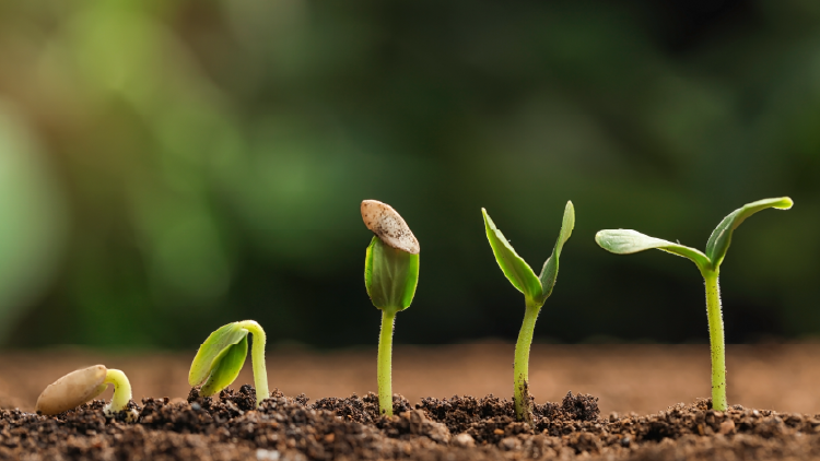Five seedlings at various stages sprouting from the ground, one barely coming out of the soil on the left while the last one on the right has its two leaves fully open