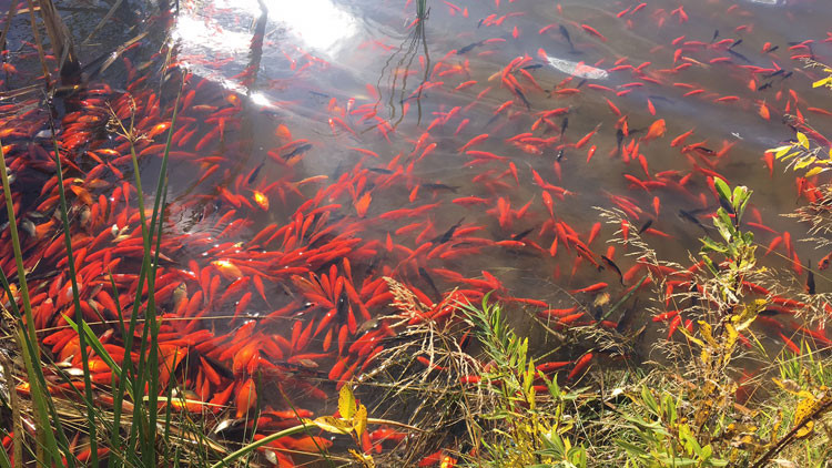 Hundreds or orange goldfish swimming in a pond