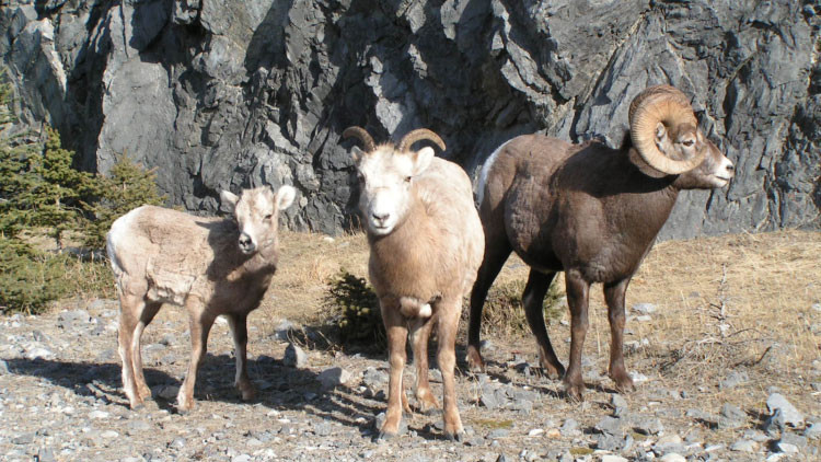 Three bighorn sheep