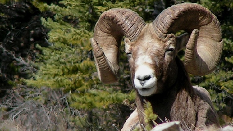 Bighorn sheep ram with large horns
