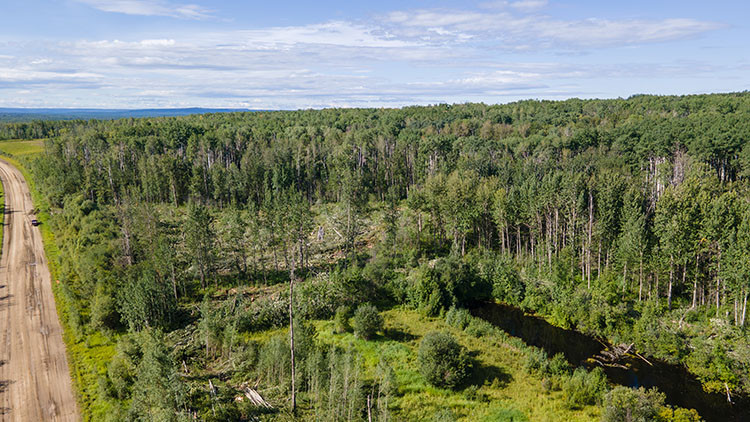Forest logging wide shot