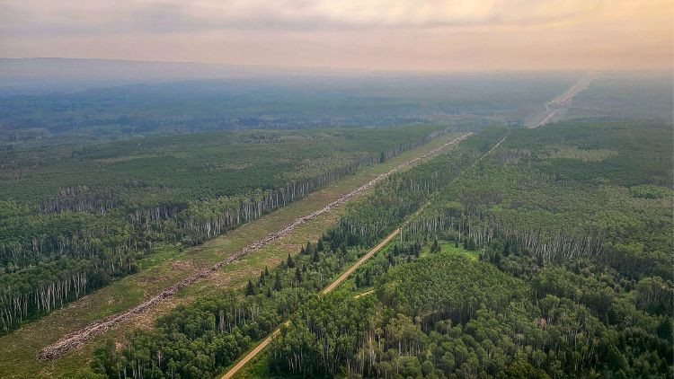 An aerial view of a wide cleared corridor cutting through dense green forest, with roads and trees stretching toward the horizon under a hazy sky.