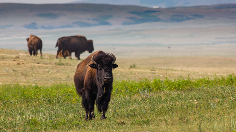 Photo of 3 buffalo in a field