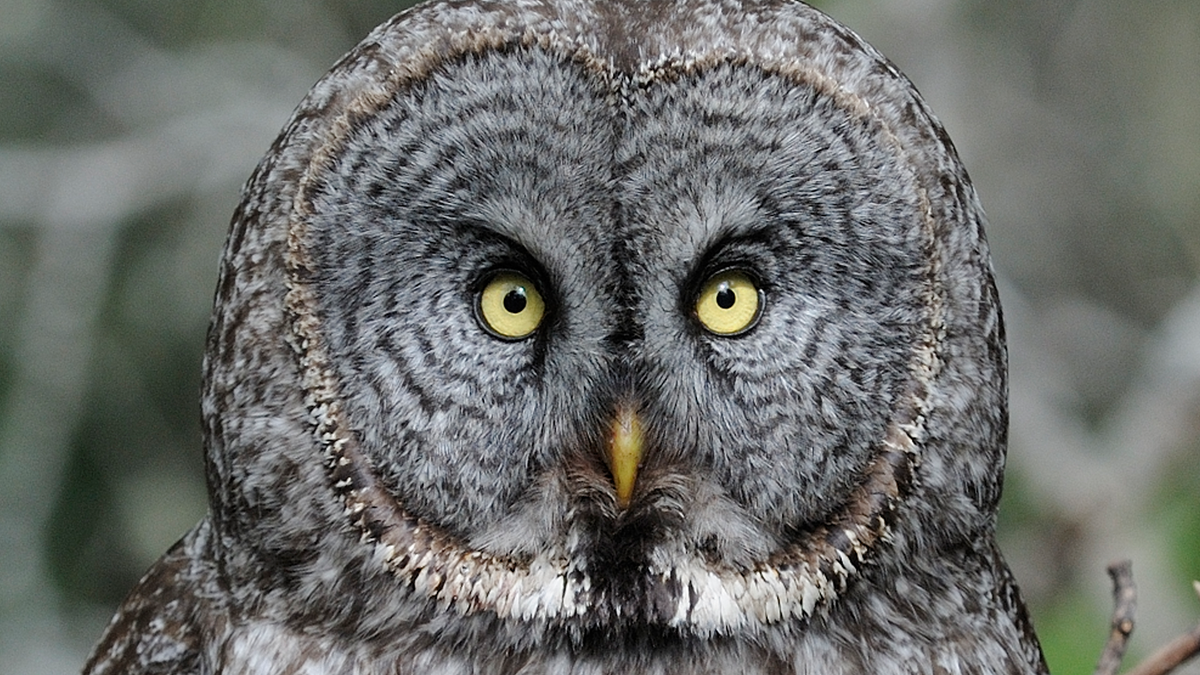 Great gray owl