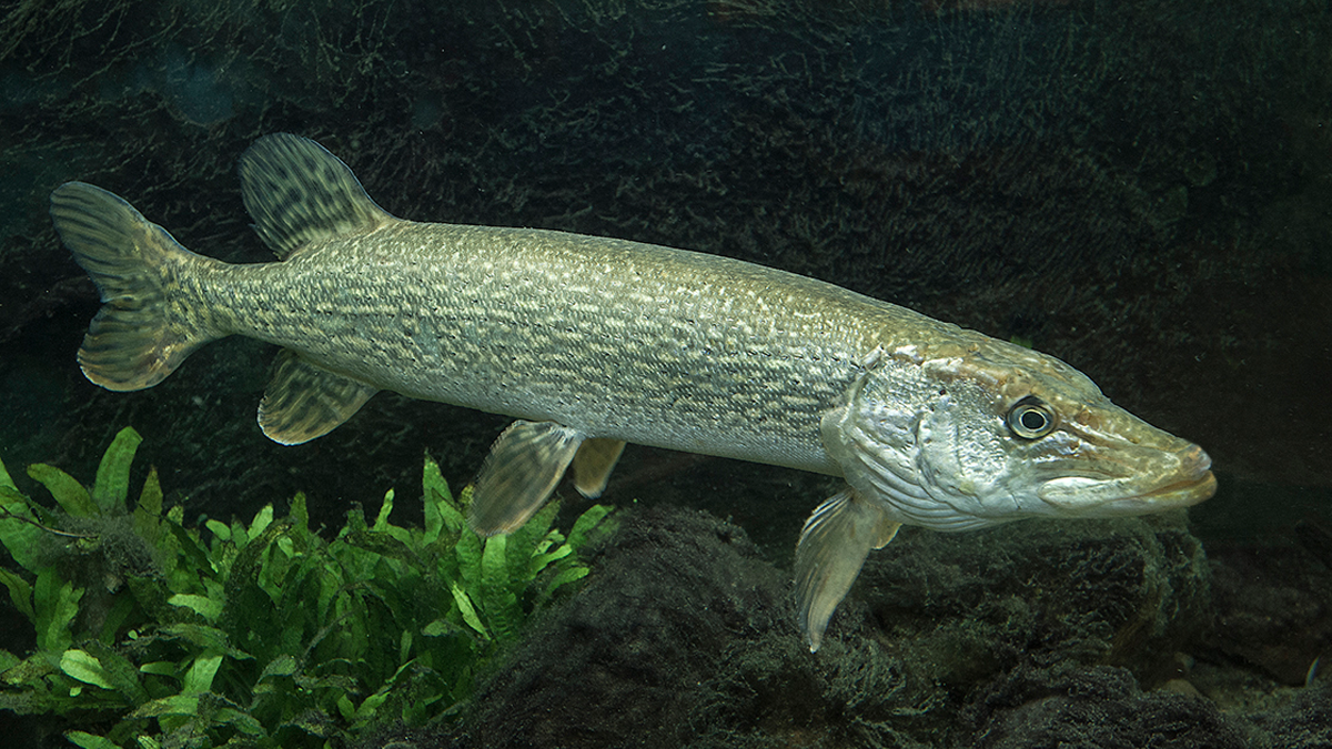 Northern pike