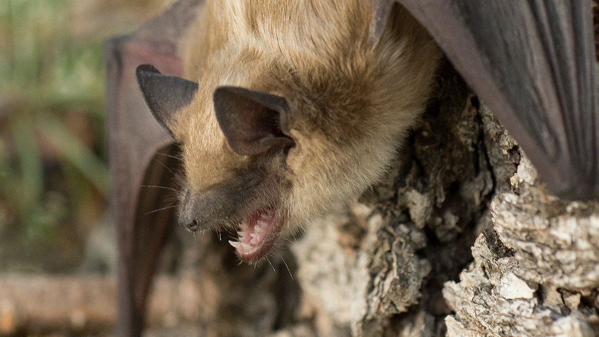 Big brown bat