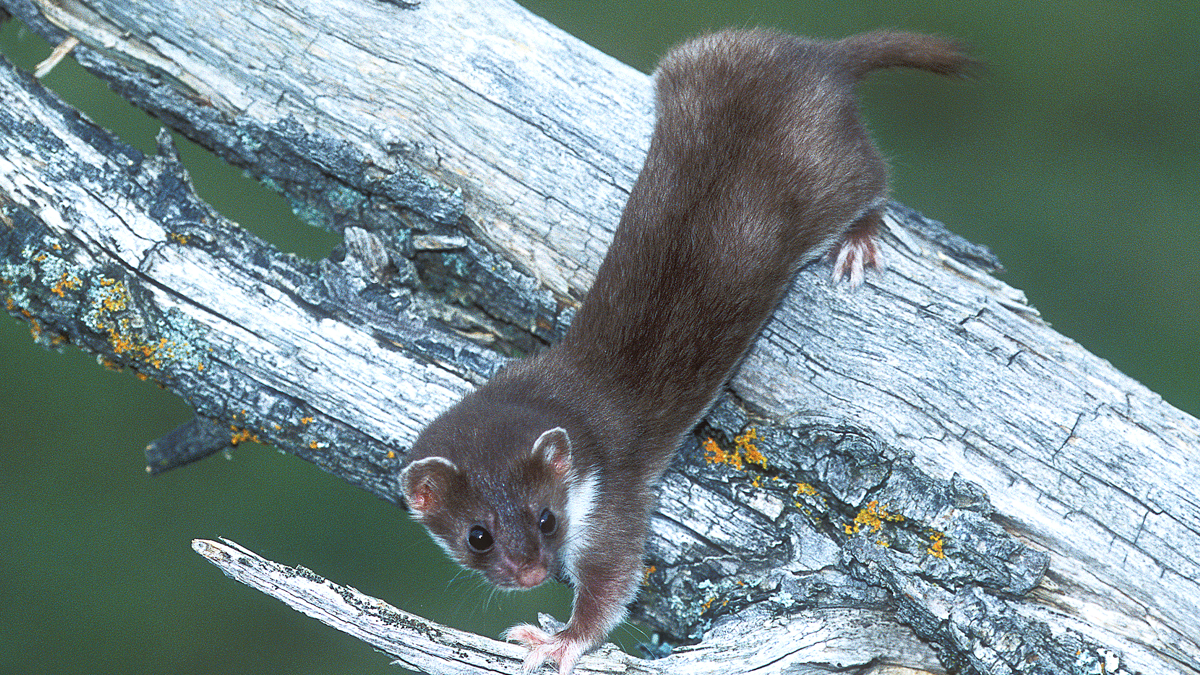 Least weasel