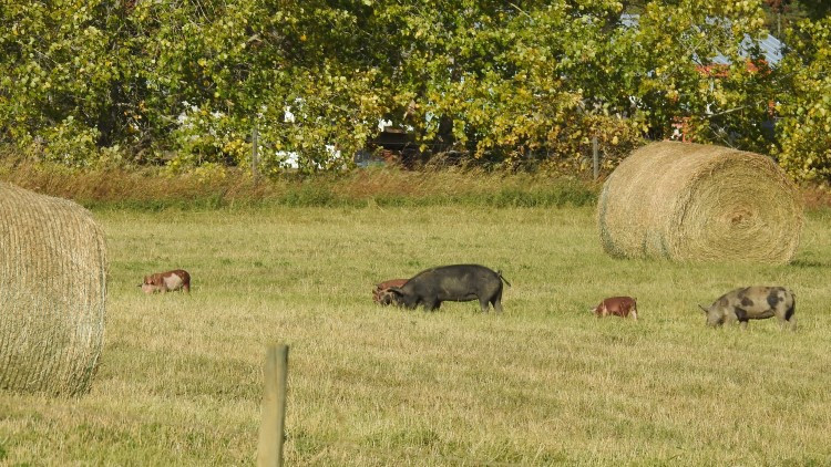 Photo of pigs in a field