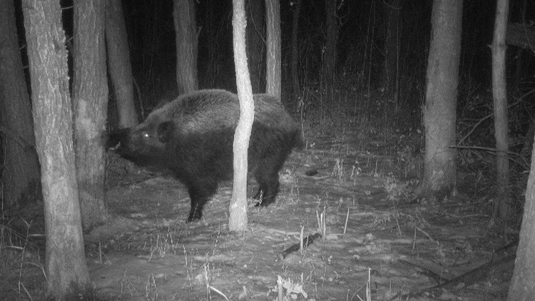 Wild boar behind small tree in a forest at night